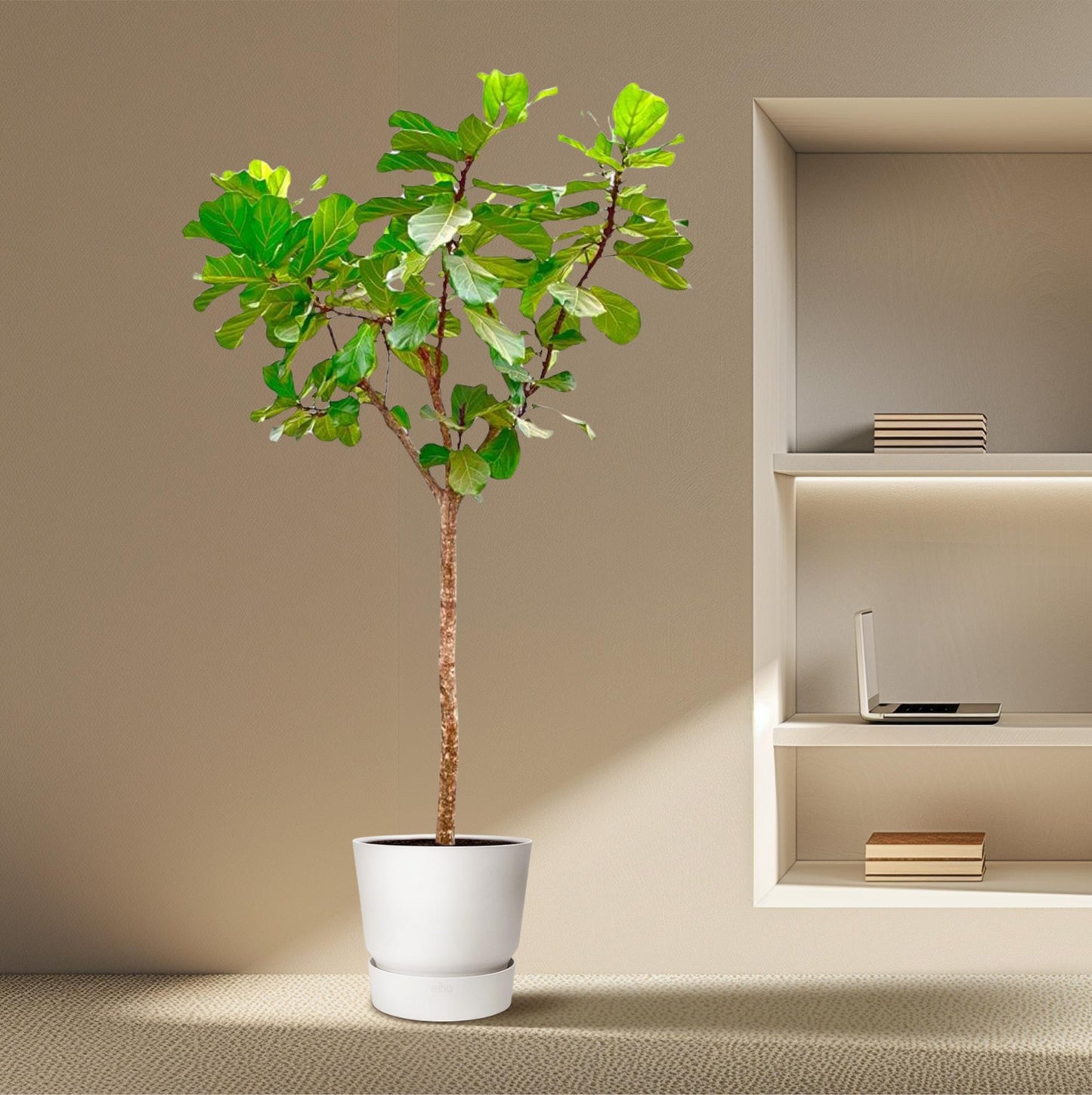 Ficus Lyrata XXL - Geigenfeige 270 cm ø45 cm