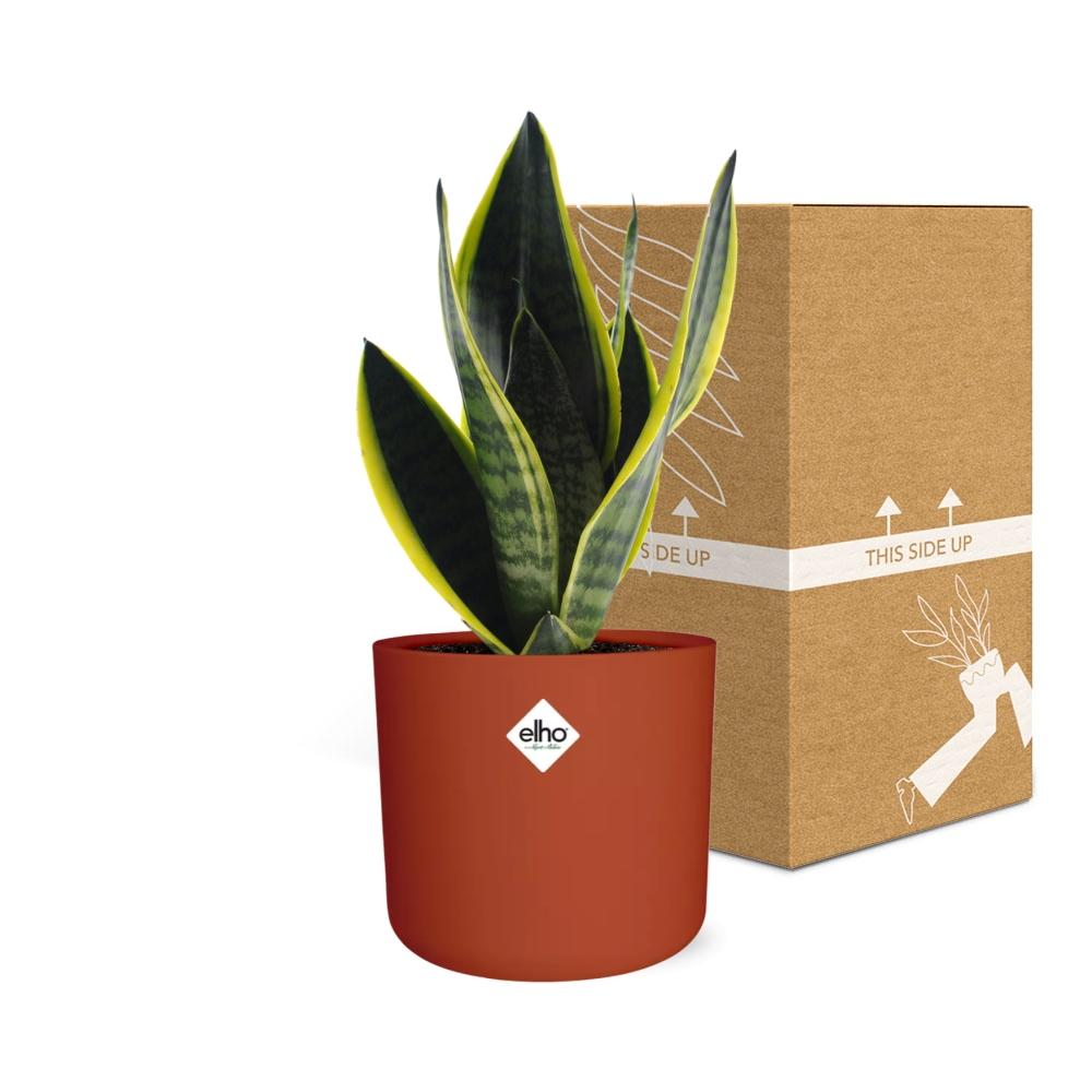 Sansevieria Futura Superba im ELHO b.for soft Rond 14cm Brique