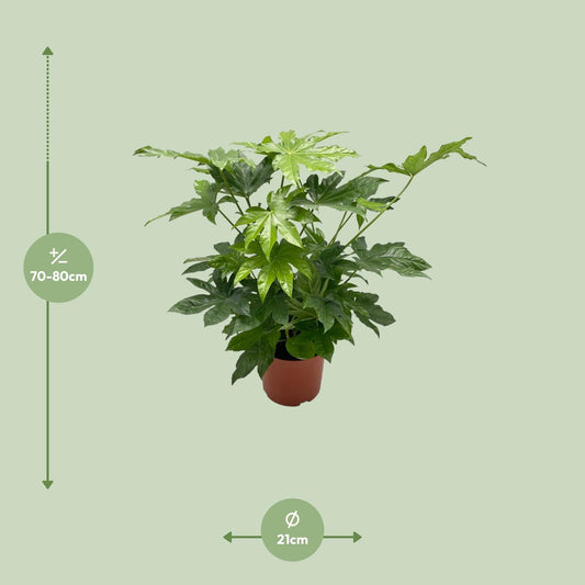 Fatsia japonica – Japanische Aralie Ø21cm, Höhe 85cm
