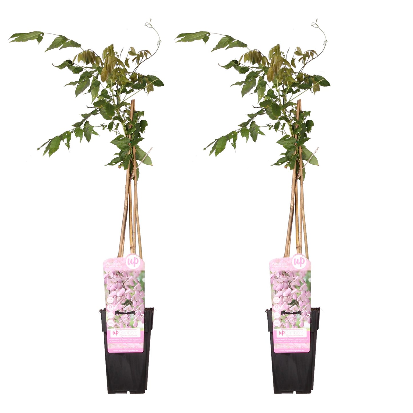 2x Wisteria floribunda 'Rosea' – Rosa Kletterpflanze Ø15cm