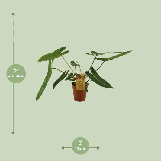 Philodendron Billetiae – pflegeleichte Zimmerpflanze Ø15cm