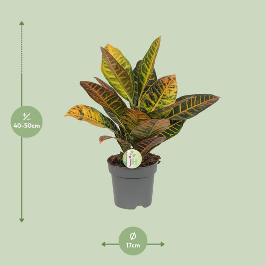 Codiaeum Petra – Croton – Ø17cm Topf, ca. 45cm hoch