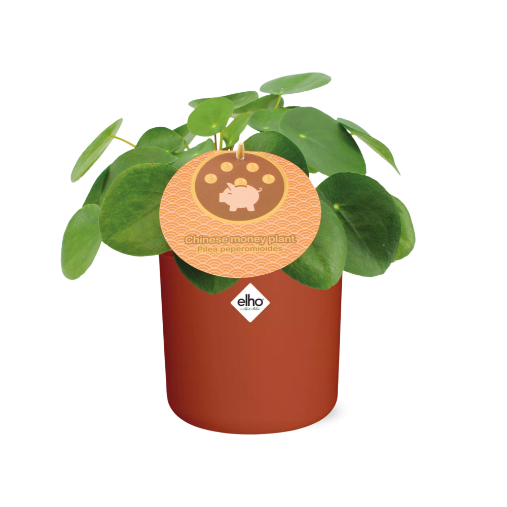 Pilea Peperomioides 12cm – pflegeleichte Zimmerpflanze im ELHO Topf