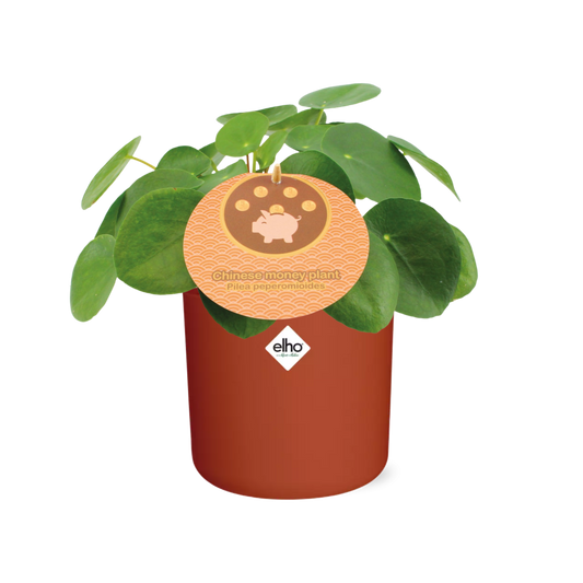 Pilea Peperomioides 12cm – pflegeleichte Zimmerpflanze im ELHO Topf