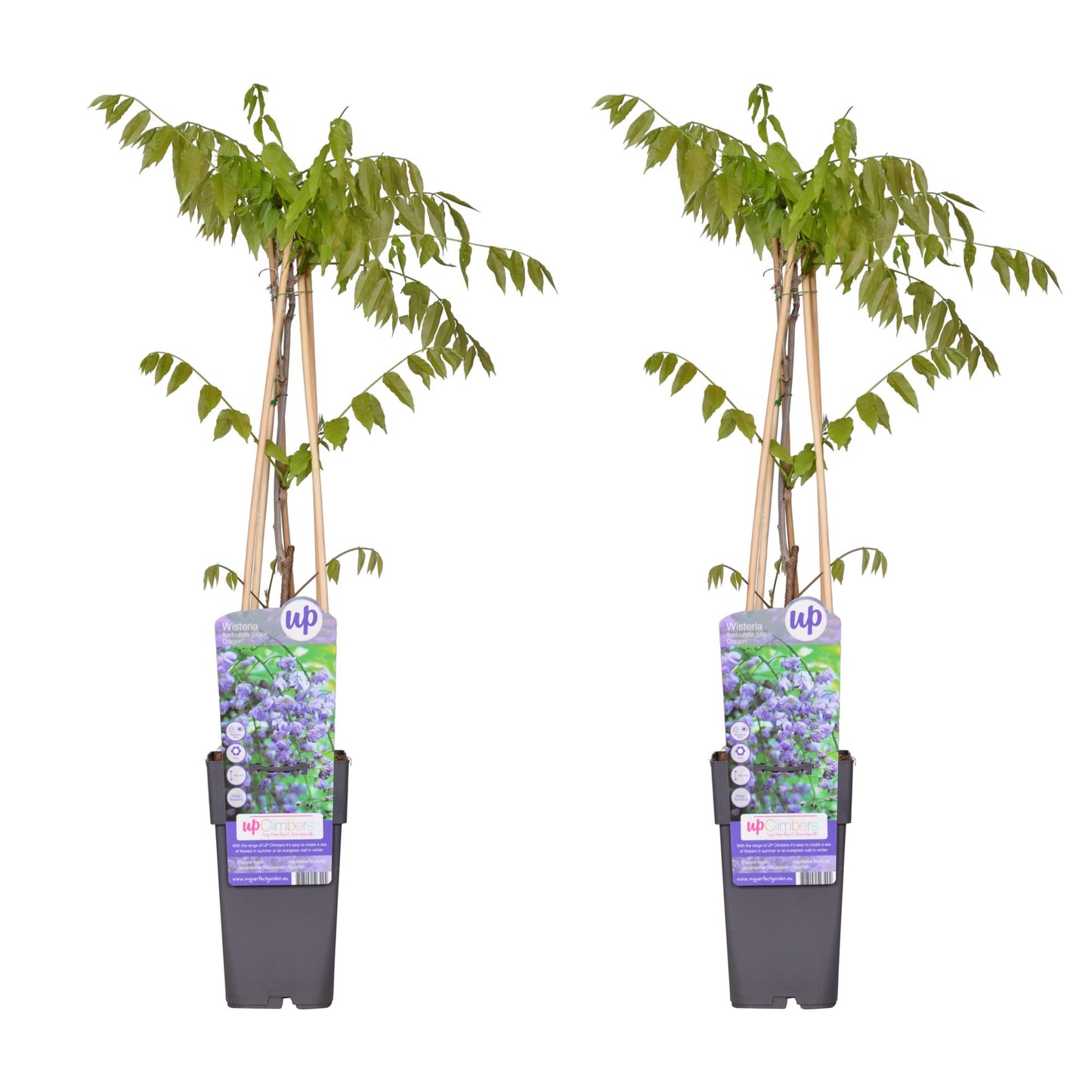 Wisteria floribunda 'Black Dragon' – Kletterpflanze Ø15cm, 65cm hoch