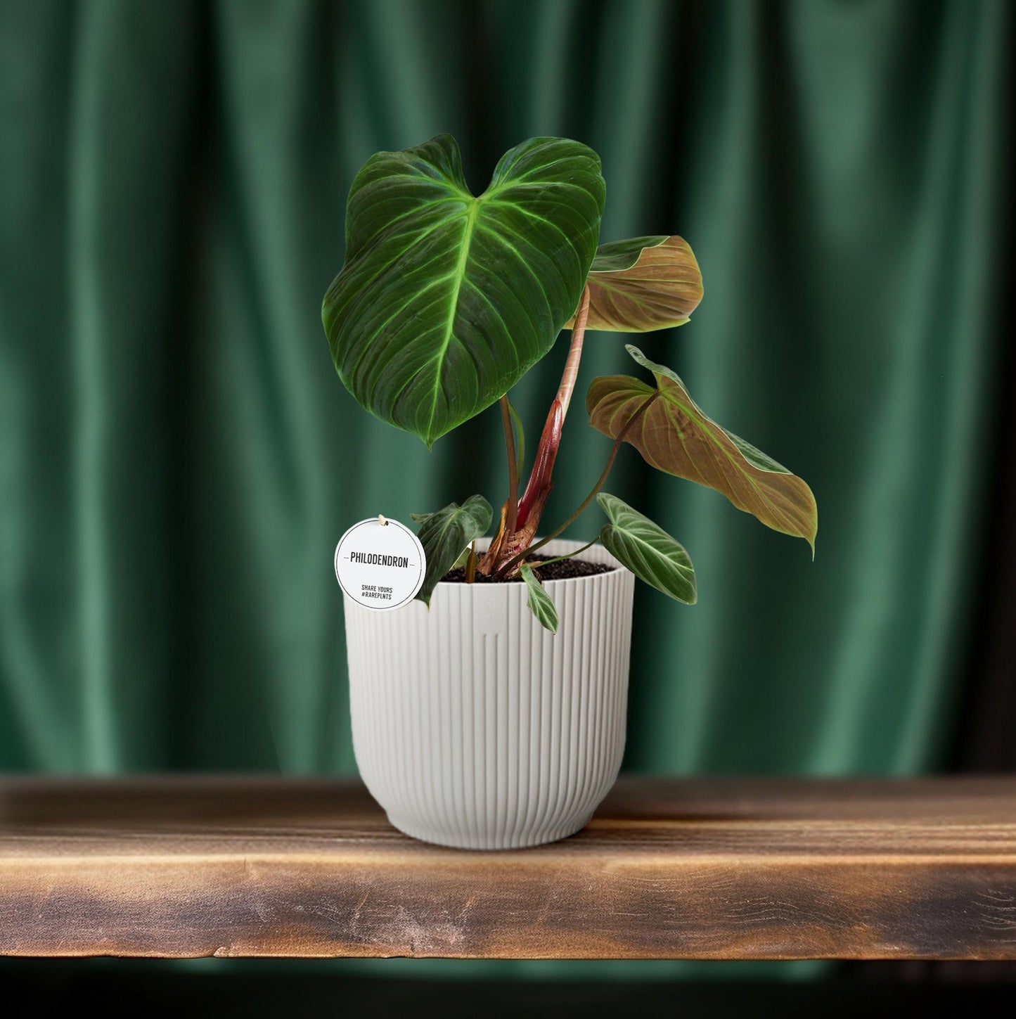 Philodendron El Choco Red – pflegeleichte Zimmerpflanze Ø15cm