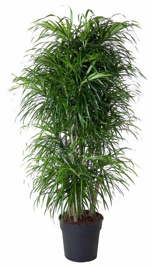 Dracaena Anita vertakt – elegante Zimmerpflanze 160 cm