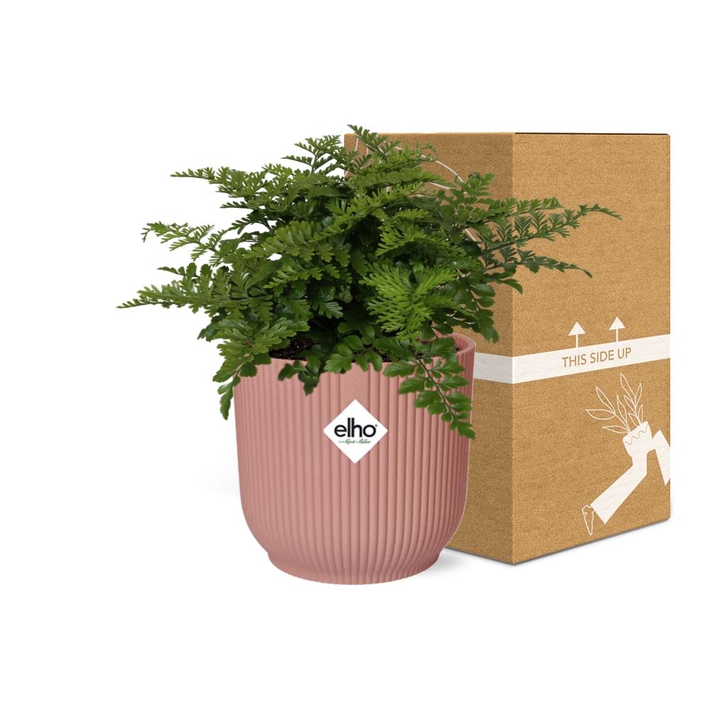 Asplenium Parvati – Eleganter Farn im ELHO Vibes Fold Topf 14cm