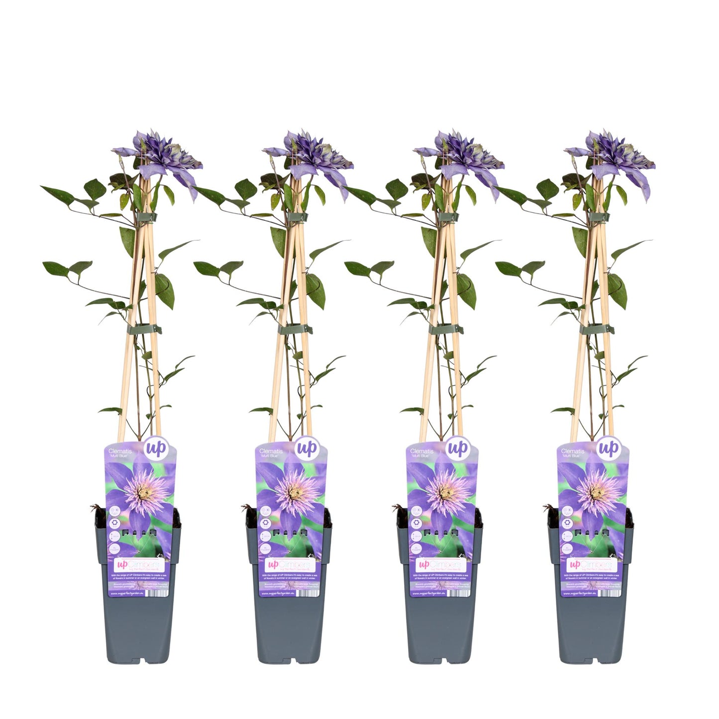 4x Clematis Multi Blue – Zweimal blühende Kletterpflanze Ø15cm