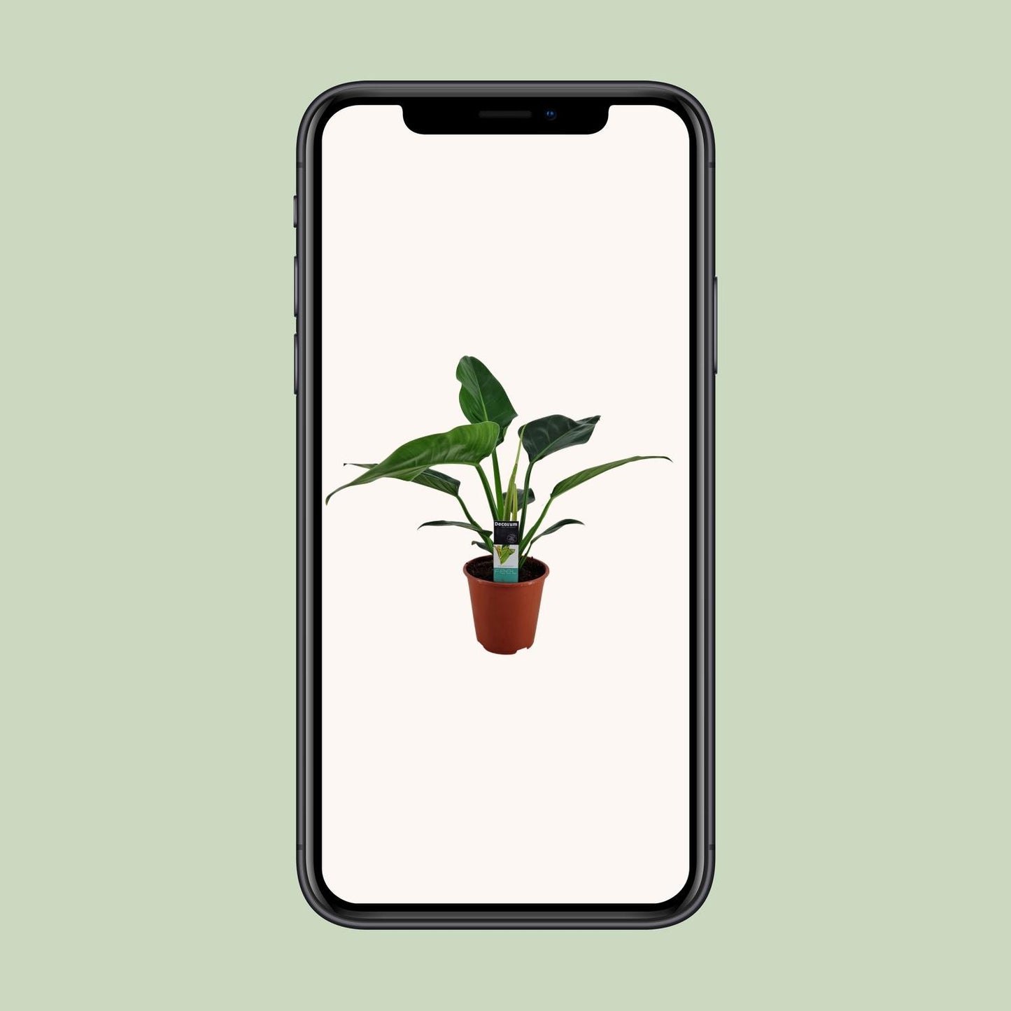 Philodendron Congo Millions Ø19cm – Pflegeleichte Zimmerpflanze