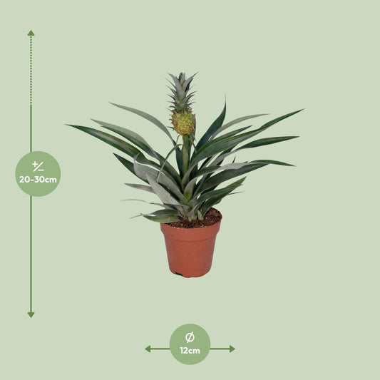 Bromelia Ananas - Tropische Zimmerpflanze Ø12cm, 30cm hoch