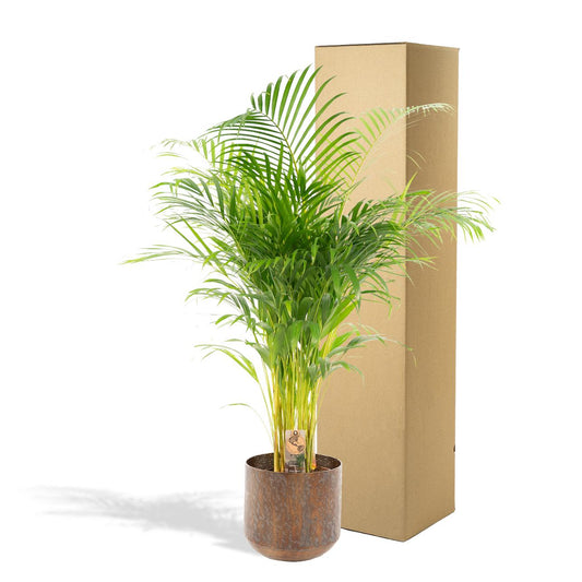 Areca-Palme mit Topf – 130 cm Höhe, Ø 24 cm
