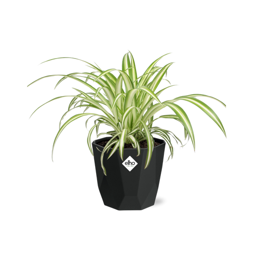 Chlorophytum Comosum Variegatum – Pflegeleichte Grünlilie im 14cm Topf