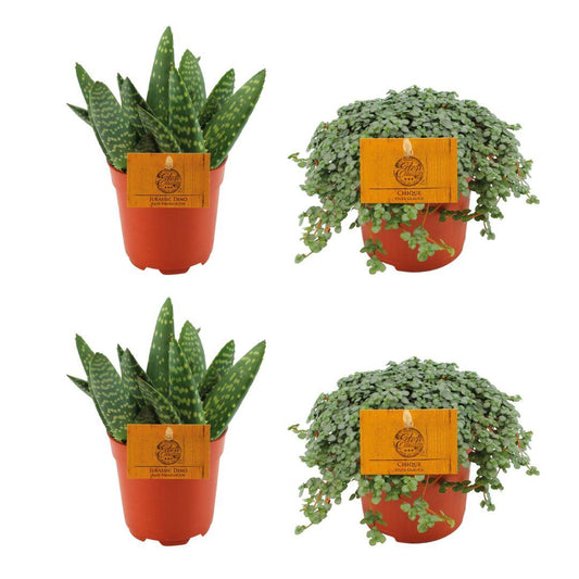 Set: 2x Aloe Paradisicum & 2x Pilea Glauca Ø10,5cm