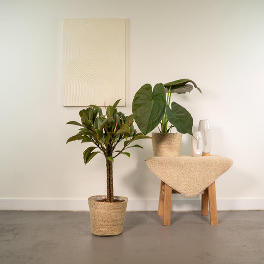 Ficus Elastica Melany & Alocasia Wentii im Korb Ø21cm/Ø19cm