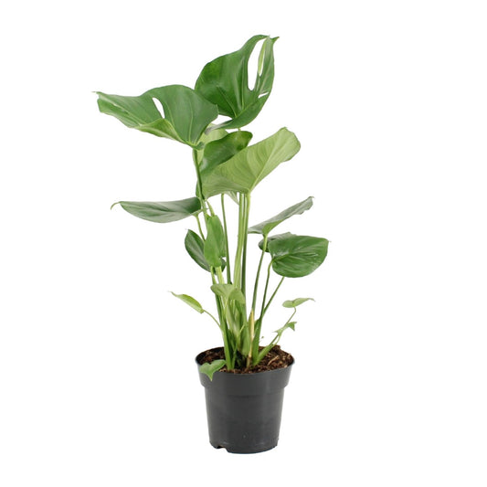 Monstera Deliciosa – Exotische Zimmerpflanze Ø17cm, 60cm hoch