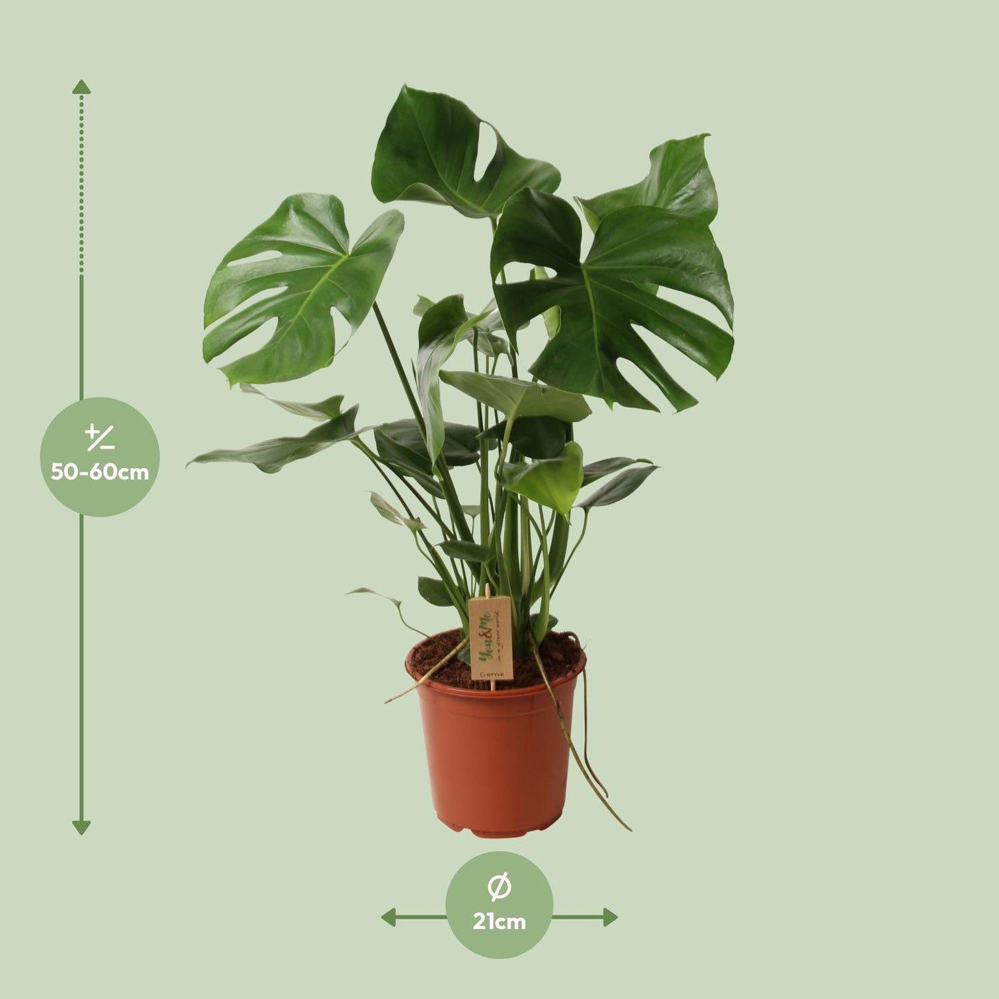 Monstera Deliciosa – Pflegeleichte Schweizer Käse Pflanze Ø21cm
