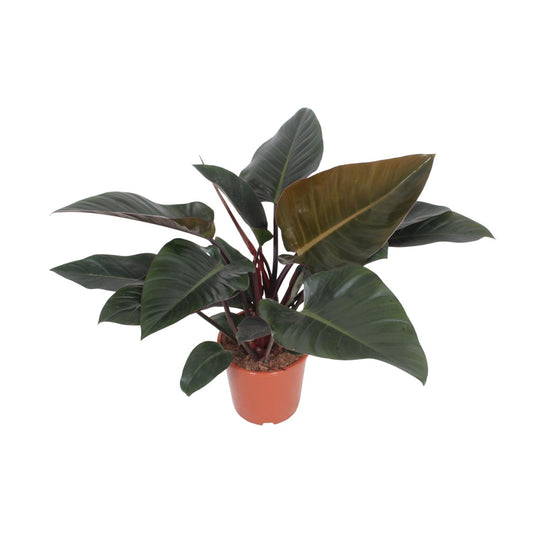 Philodendron Congo Red – Pflegeleichte XXL-Zimmerpflanze Ø27cm