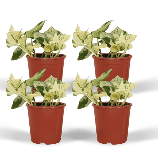 4x Epipremnum Happy Leaf – pflegeleichte Hängepflanze 15cm