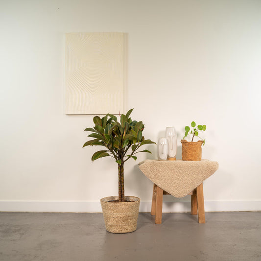 Ficus elastica Melany mit Körbchen – 90 cm, Ø 21 cm
