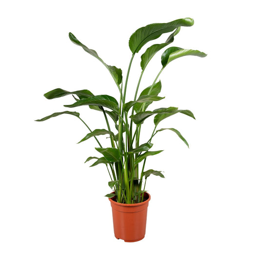 Strelitzia Nicolai Paradiesvogelblume 100-120 cm Ø21 cm