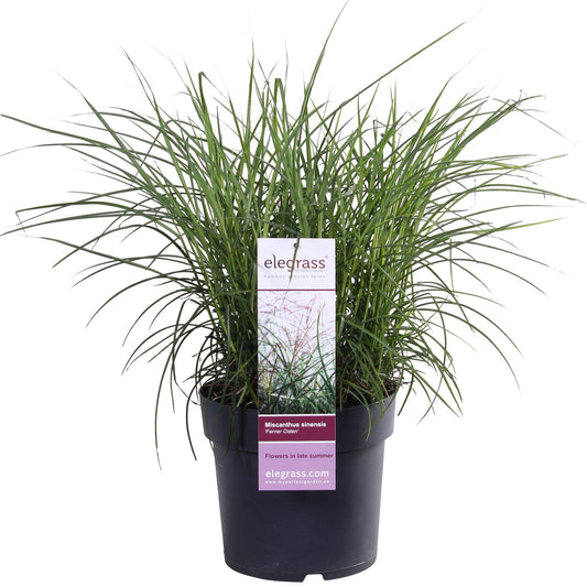 Miscanthus sinensis Ferner Osten – Dekoratives Ziergras Ø19cm
