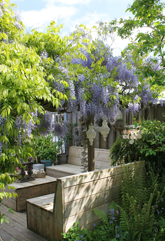 2x Wisteria sinensis 'Caroline' – Blühende Kletterpflanze Ø15cm