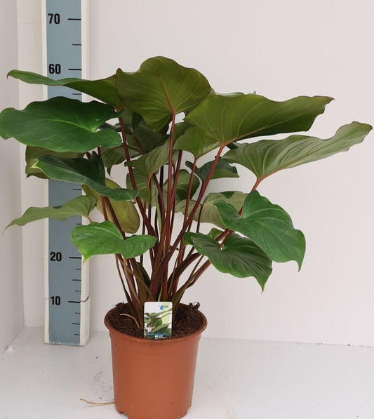 Homalomena Maggy - Ø19cm - ↕70cm