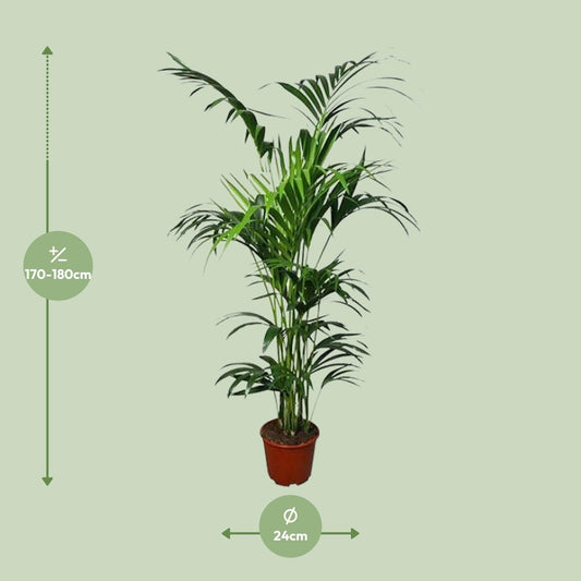 Howea Kentia-Palme Ø24cm – 180cm hoch, pflegeleicht & elegant