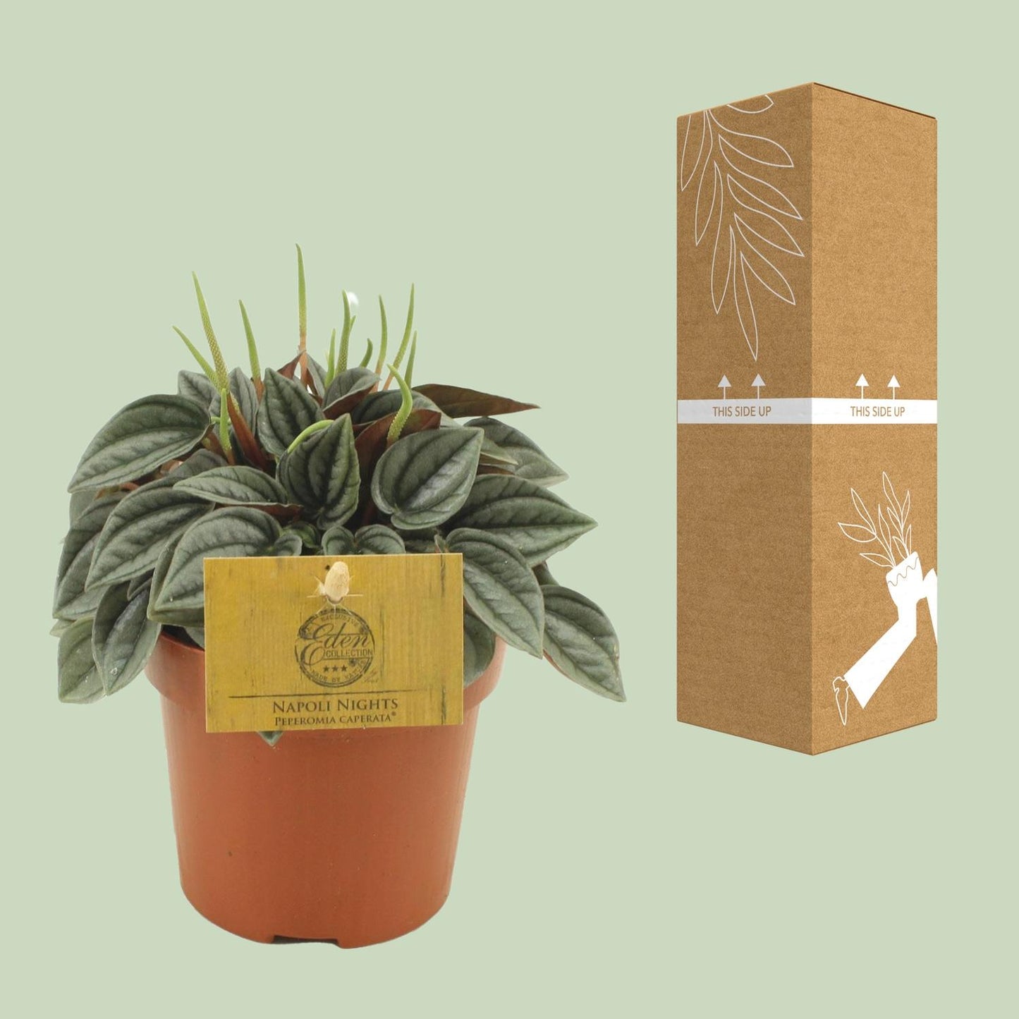 Peperomia Napoli Nights – Pflegeleichte Zimmerpflanze Ø10,5cm