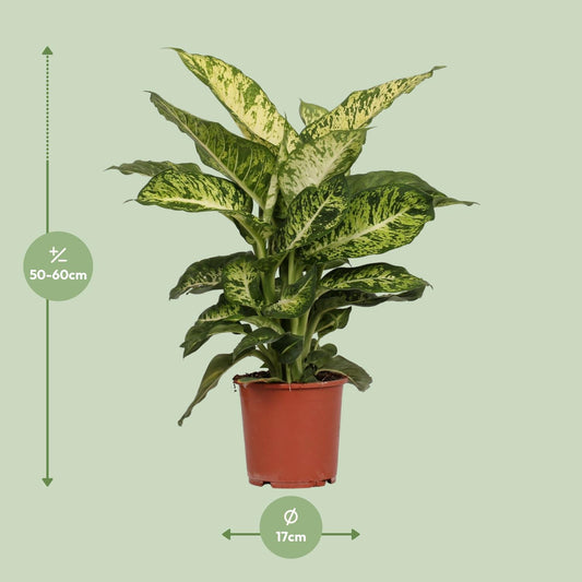 Dieffenbachia Mars – Pflegeleichte Zimmerpflanze Ø17cm