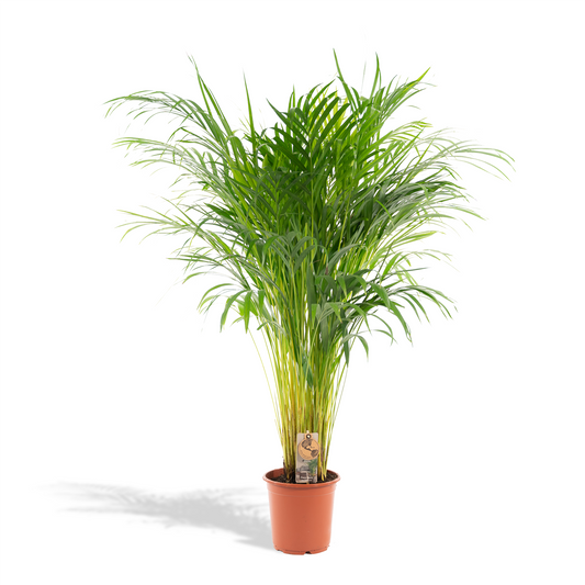 Areca-Palme Ø21cm – Luftreinigende Goldfruchtpalme