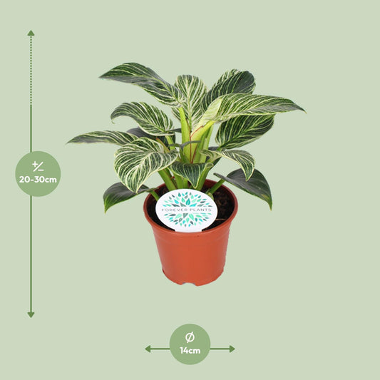 Philodendron Birkin – Elegante, pflegeleichte Zimmerpflanze Ø14cm