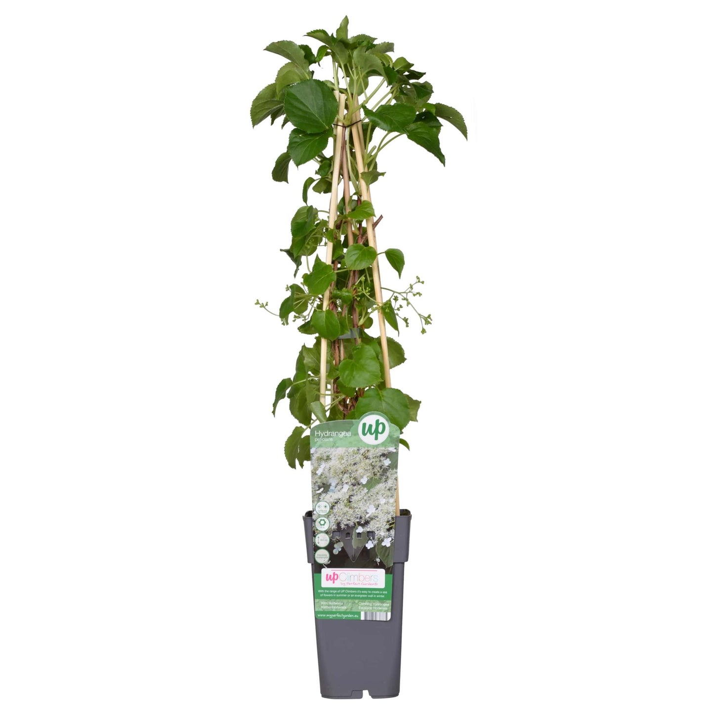 Hydrangea petiolaris - Klimhortensia Ø15cm, 65cm hoch