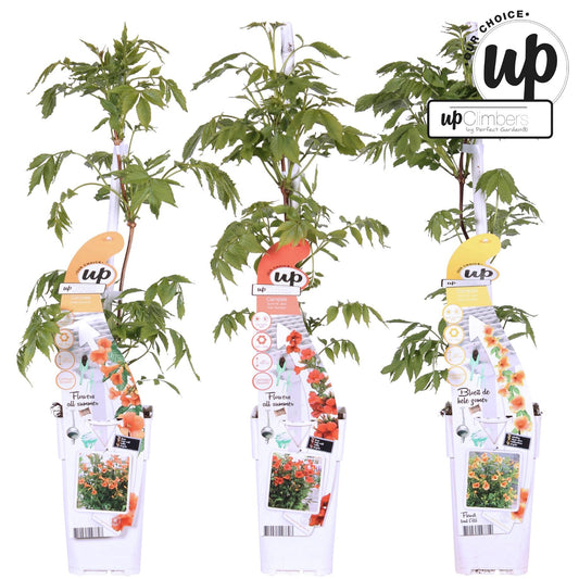 3er-Set Campsis Summer – Farbenfrohe Trompetenblumen