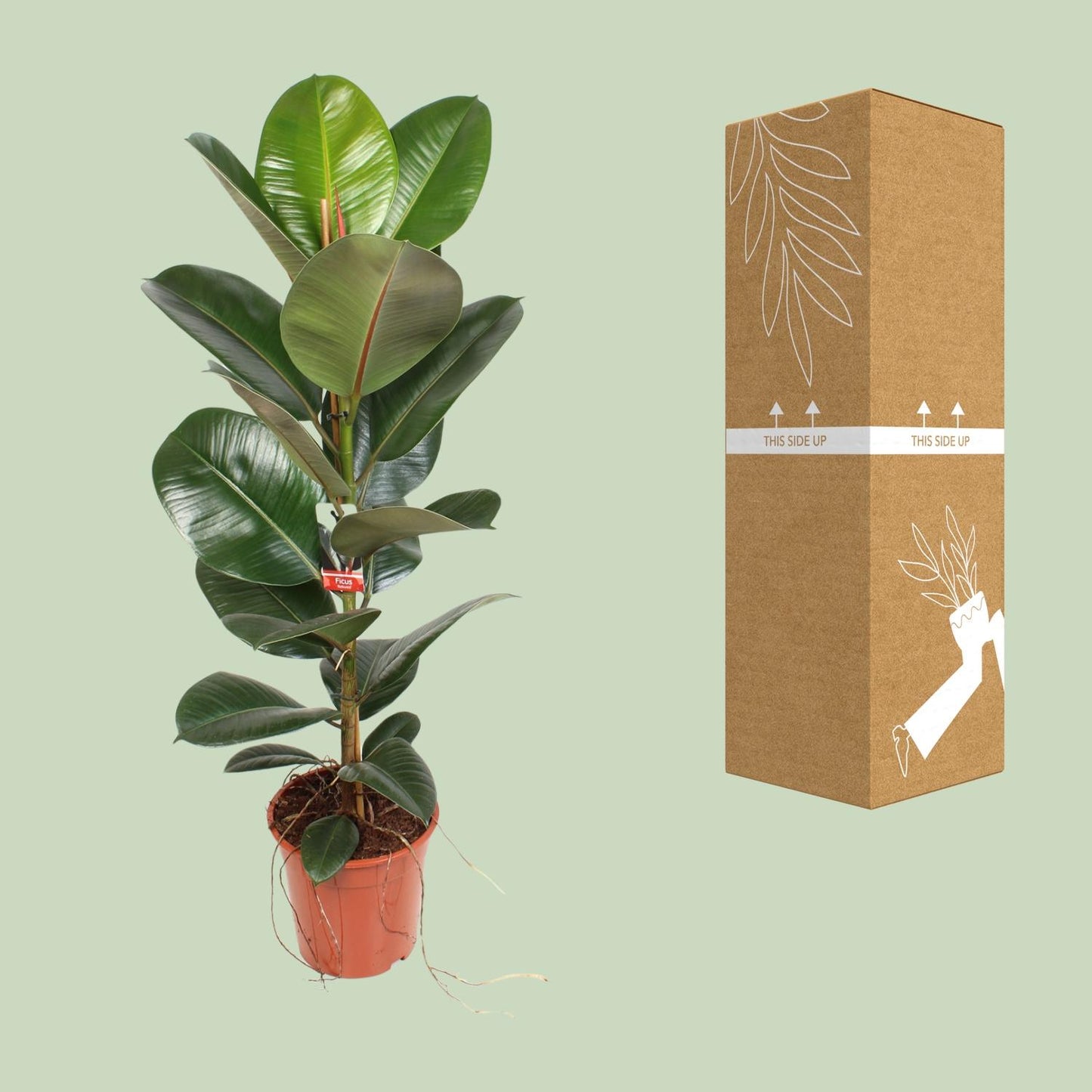Ficus Elastica Robusta – Pflegeleichter Zimmerbaum Ø21 cm
