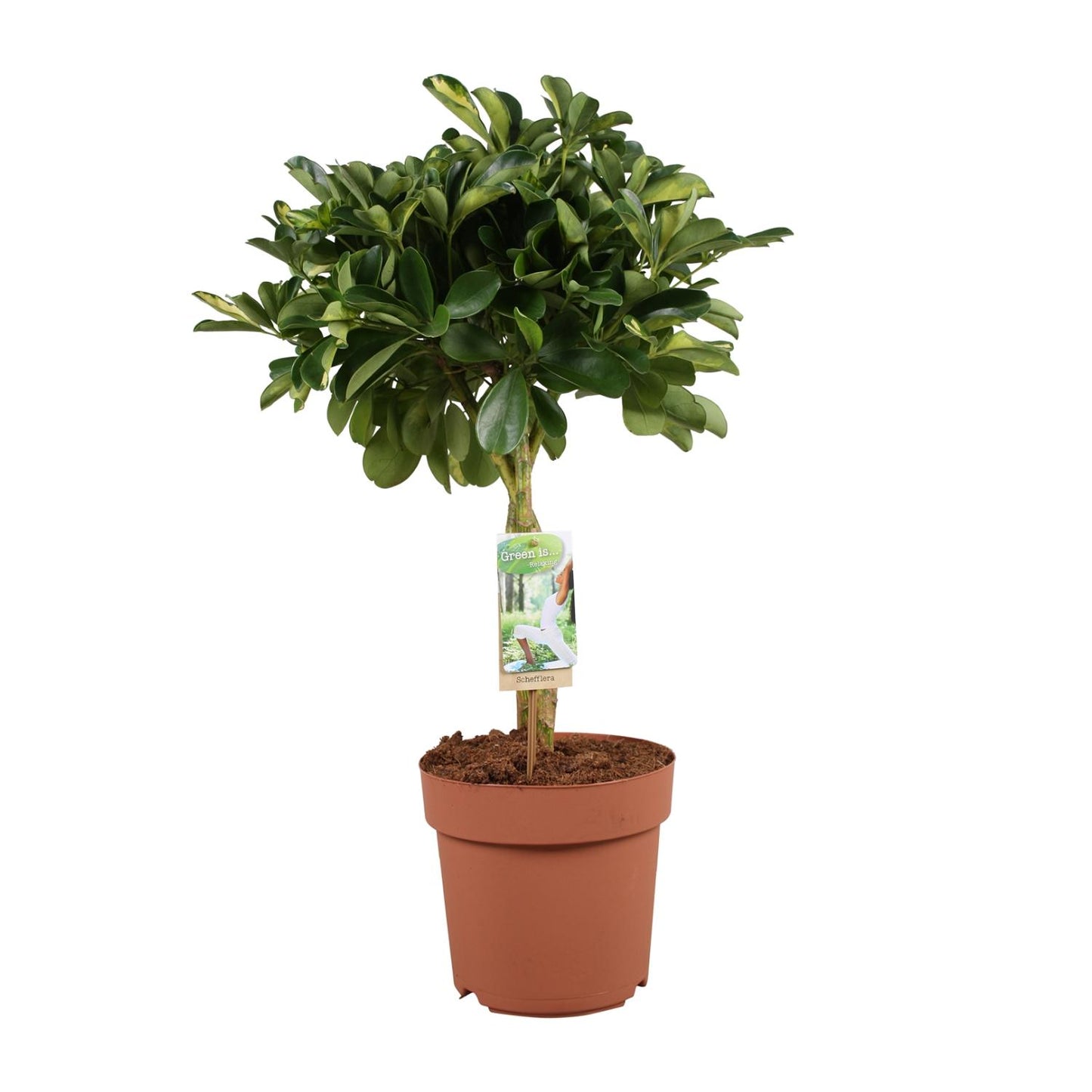Schefflera Arboricola Gerda – Pflegeleichter Schirmbaum Ø21cm, 80cm hoch