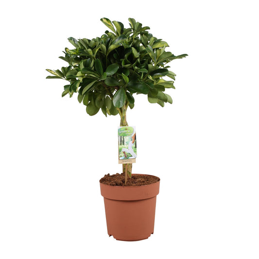 Schefflera Arboricola Gerda – Pflegeleichter Schirmbaum Ø21cm, 80cm hoch