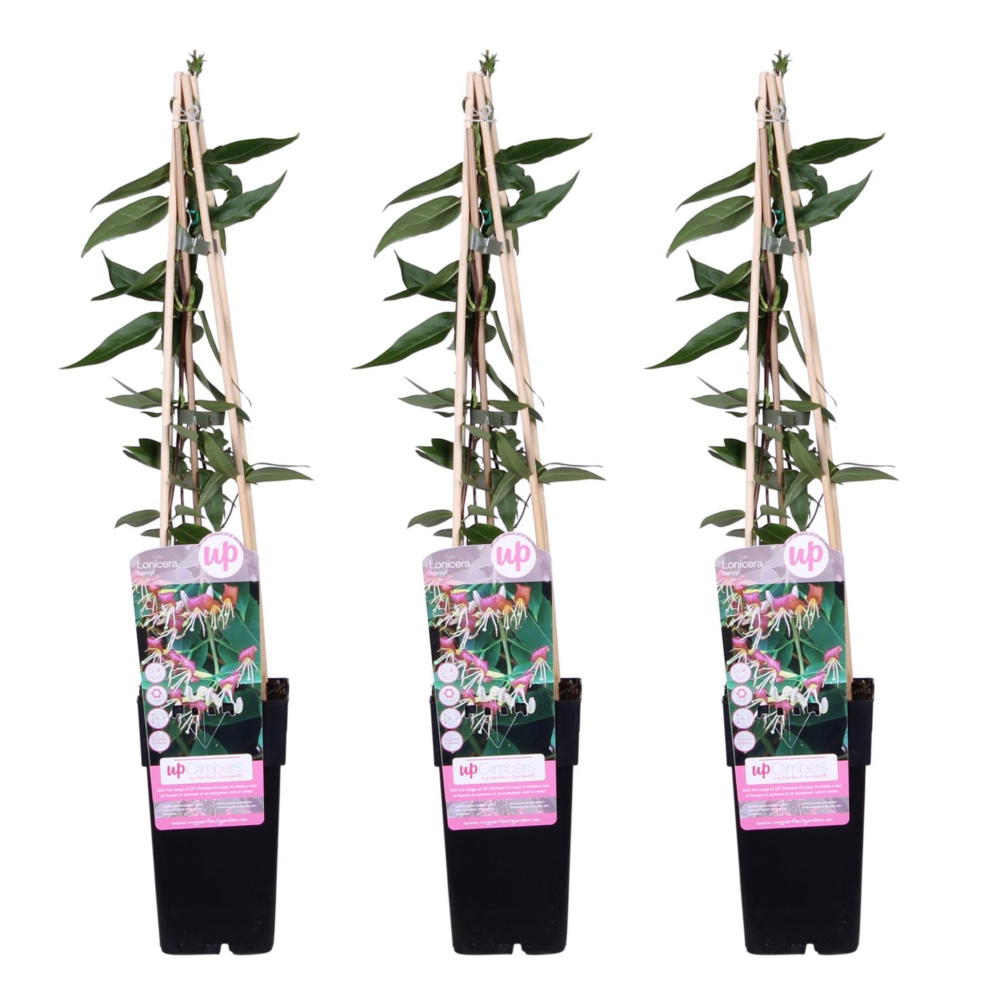 Lonicera Henryi Copper Beauty – Immergrünes Geißblatt Ø15cm