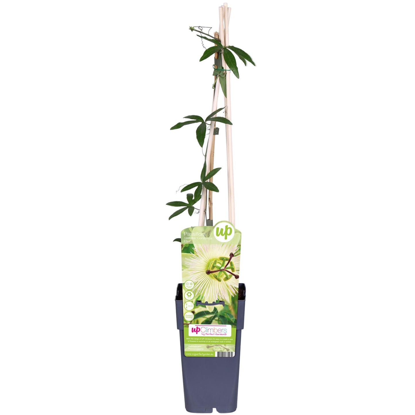 Passiflora weiß 'Constance Elliot' – Kletterpflanze Ø15cm