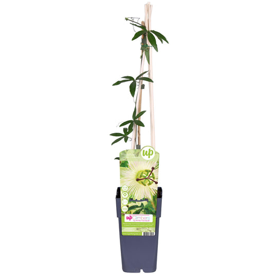 Passiflora weiß 'Constance Elliot' – Kletterpflanze Ø15cm