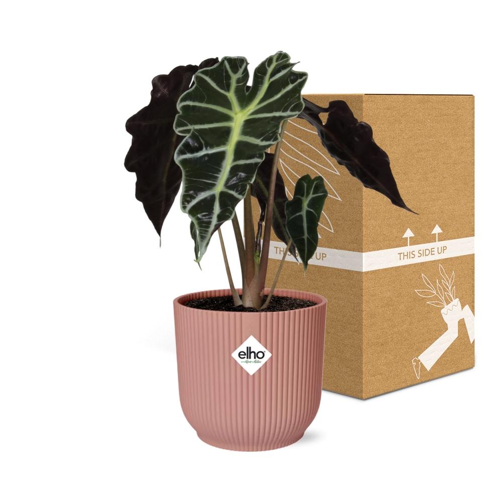 Alocasia ‘Polly’ in ELHO Vibes Fold 14cm rosa – pflegeleichte Elefantenohrpflanze