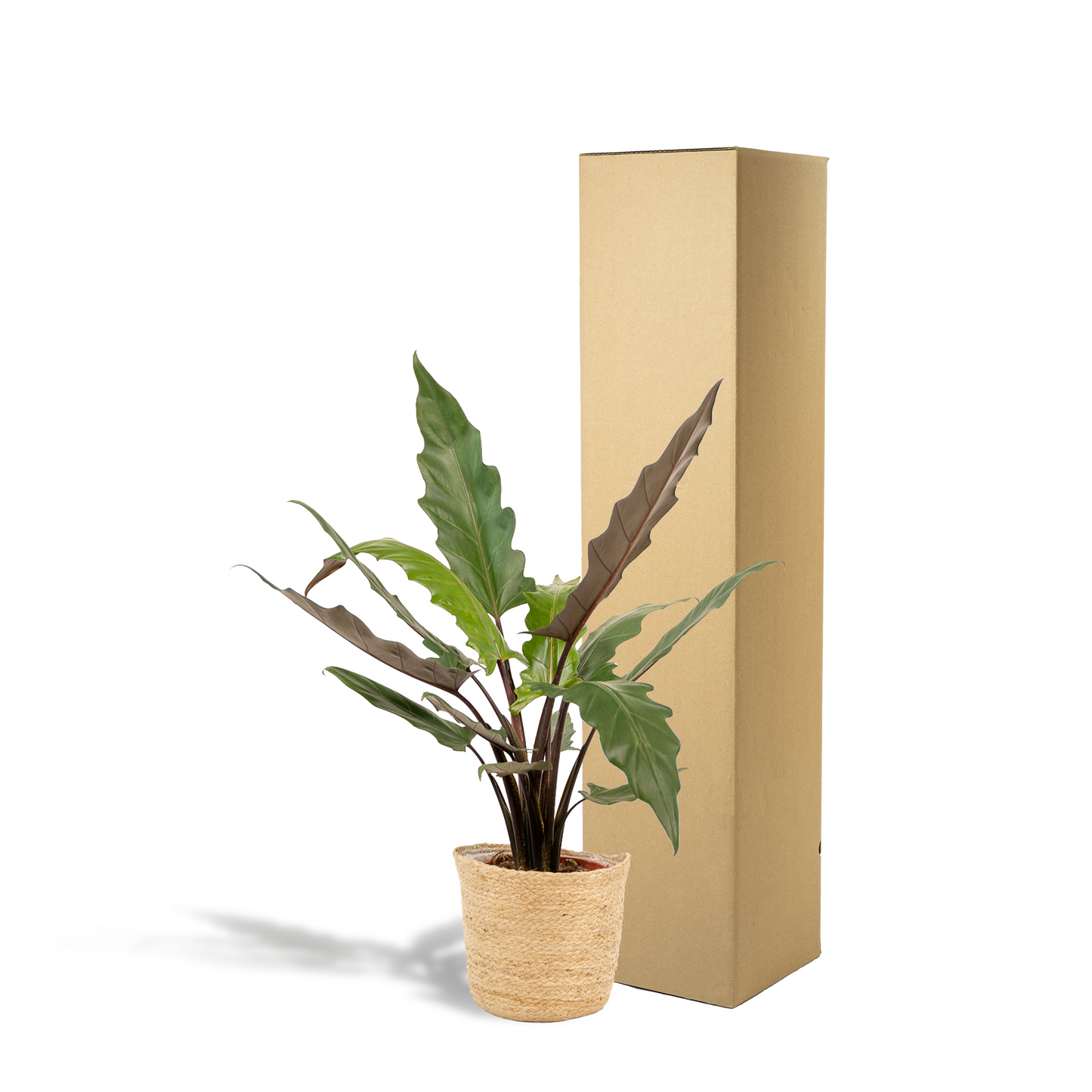 Alocasia Lauterbachiana Ø19cm mit Korb Selin – Pflegeleicht & Luftreinigend