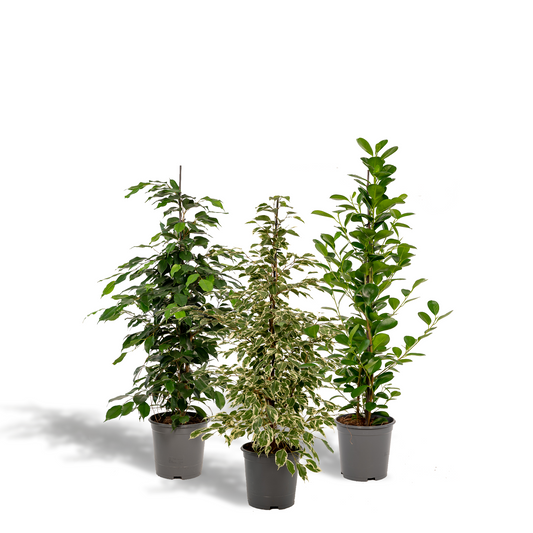 Ficus Benjamina & Microcarpa Set Ø21cm, ca. 95cm hoch