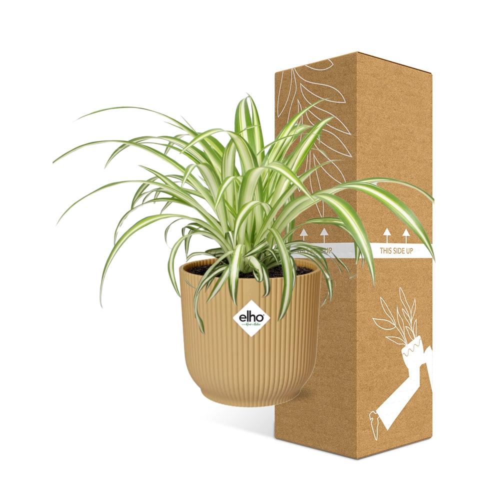 Chlorophytum Comosum Variegatum im ELHO Vibes Fold 14cm gelb