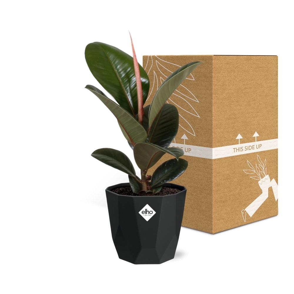 Ficus Elastica ‘Robusta’ – Pflegeleichter Feigenbaum in schwarzem Topf