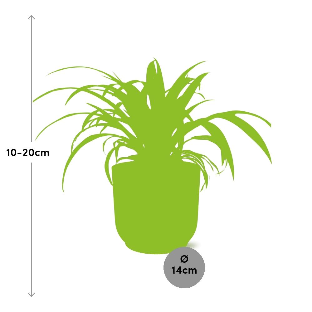 Chlorophytum Comosum Variegatum im ELHO Vibes Fold 14cm gelb