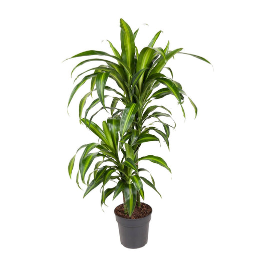 Dracaena Hawaiiana – Pflegeleichter Drachenbaum Ø19cm, 90cm hoch
