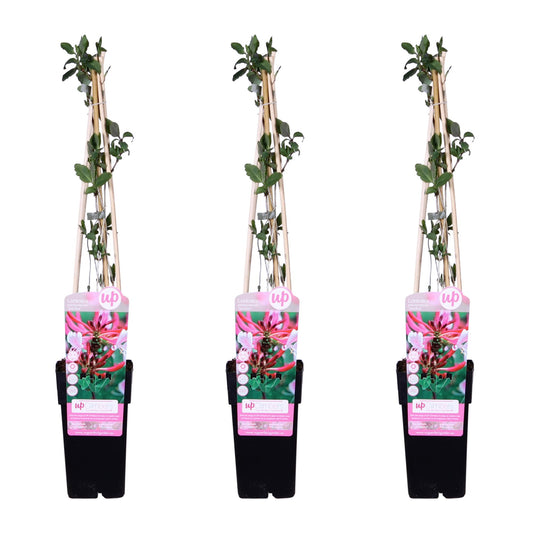 3x Lonicera periclymenum 'Serotina' – Duftendes Geißblatt Ø15 cm