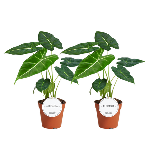 Alocasia Frydek – 2er-Set, Ø12 cm, ca. 35 cm hoch